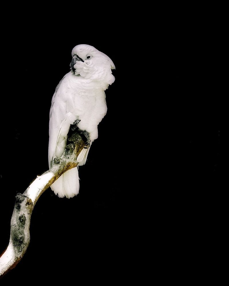 Photograph by Александра Кропивка