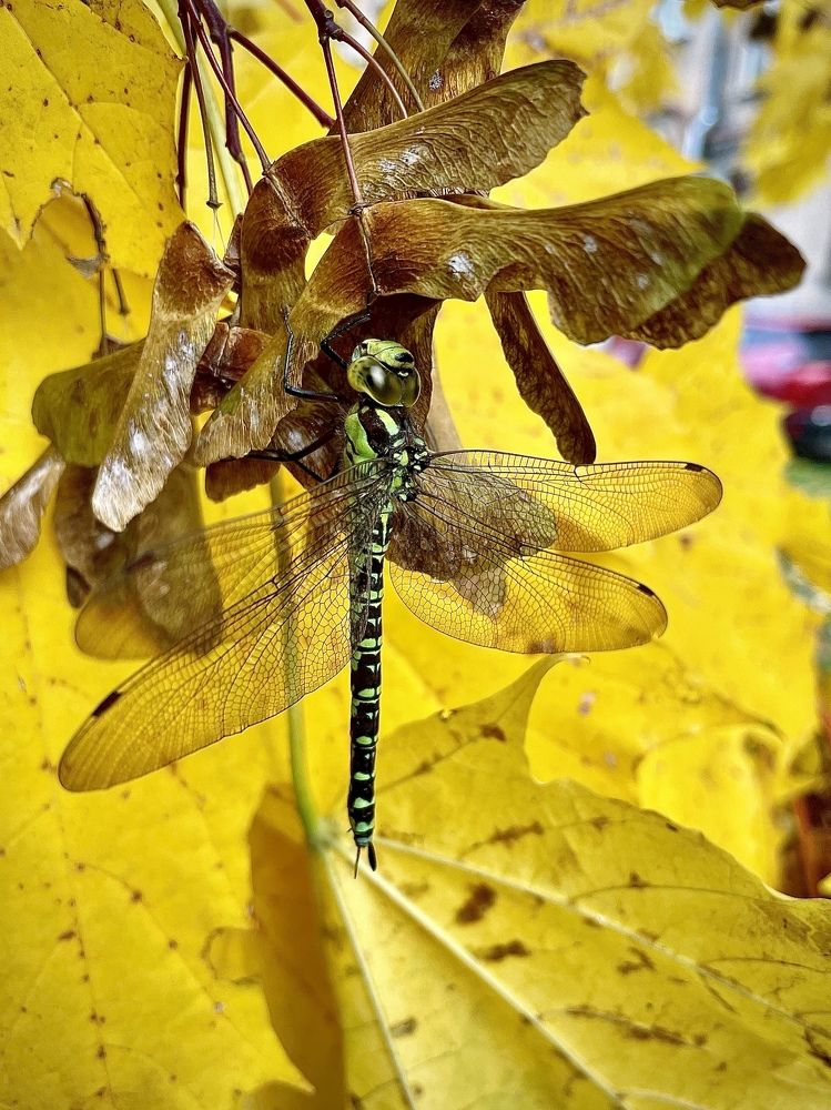 Осенний вальс