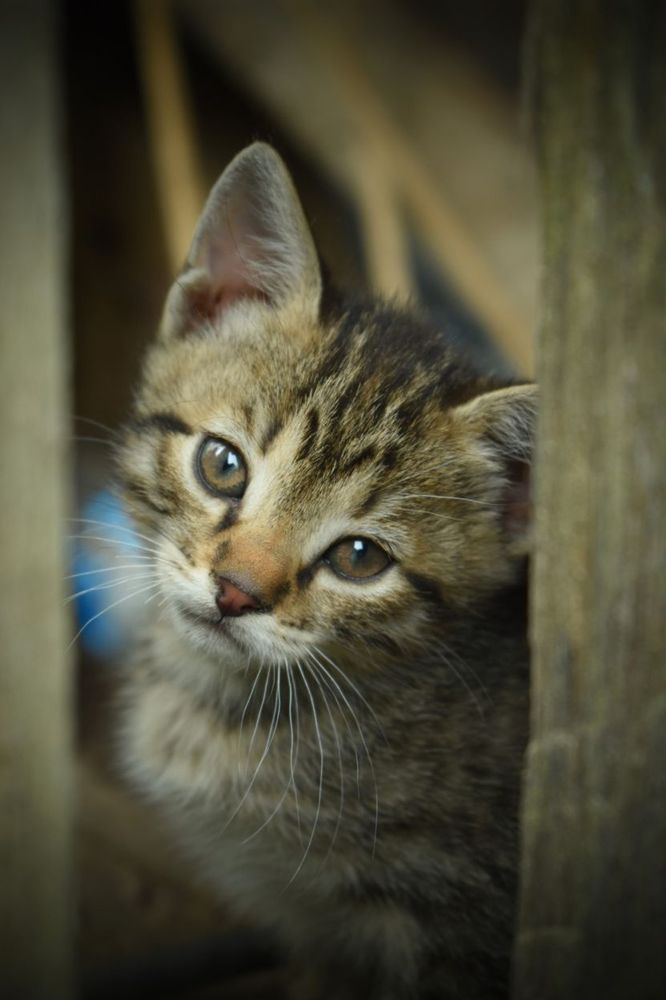 Photograph by Олена Лукашевич