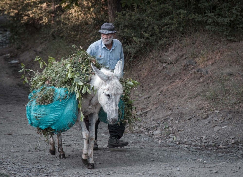 Фотография автора Amin Zand miralvand