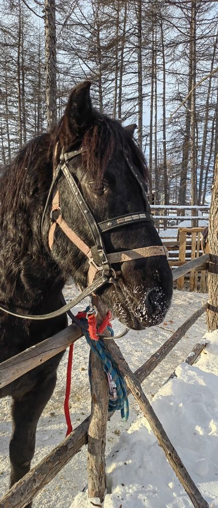 Photo #9629341