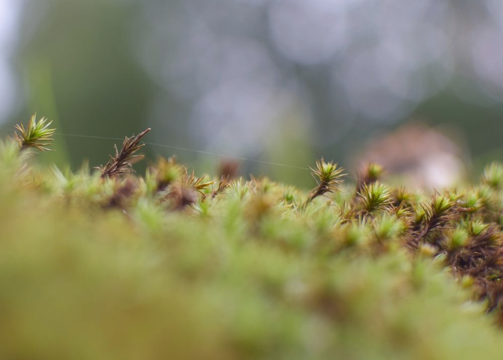 Фотография автора Альбина Хвастунова
