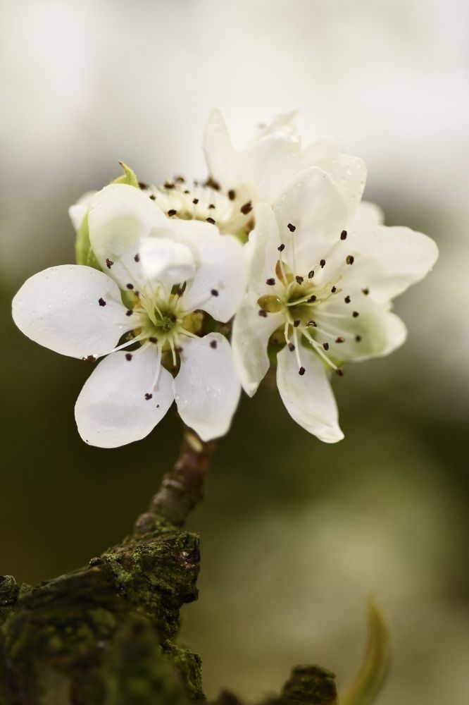 Photograph by Надежда Мерзликина