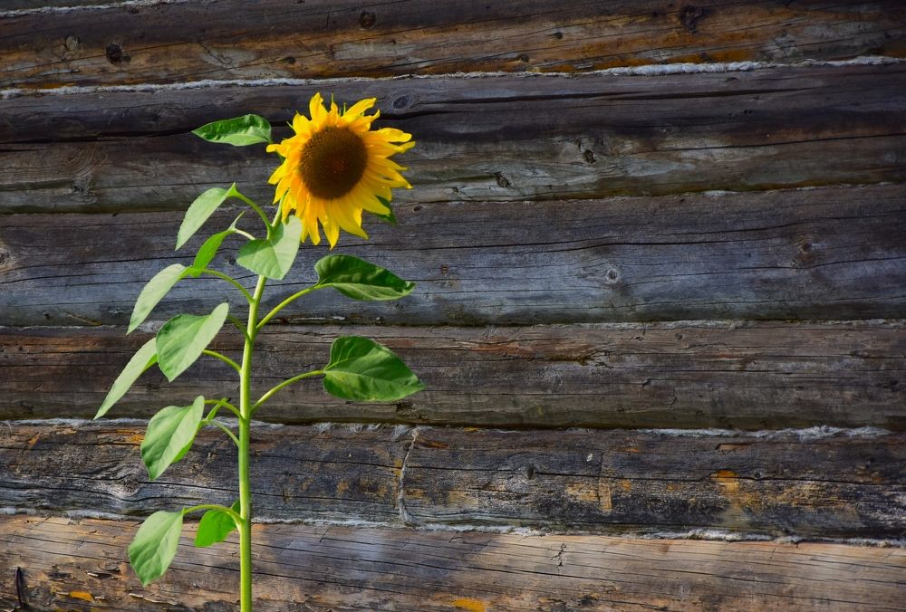 Фотография автора Альбина Хвастунова