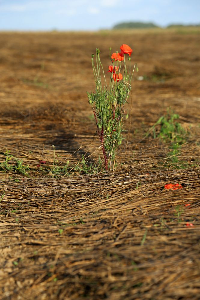 Фотография автора Natalia Bogdanovska