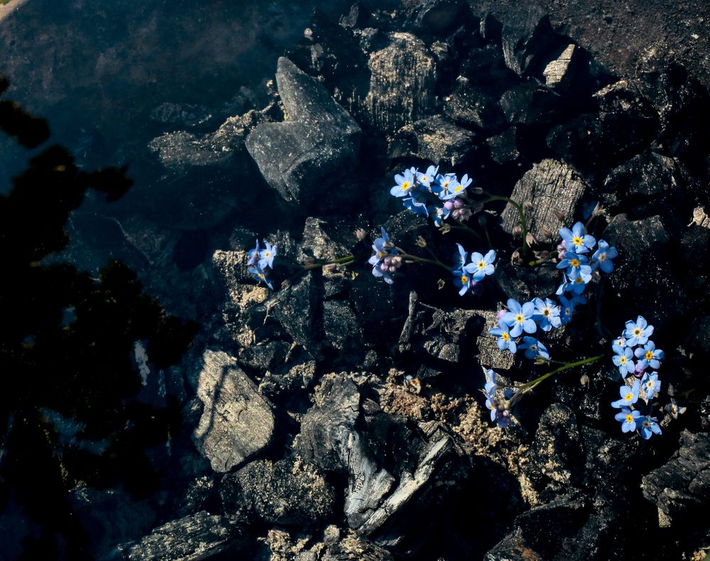 Фотография автора Natalia Bogdanovska