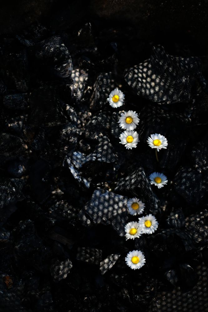 Фотография автора Natalia Bogdanovska