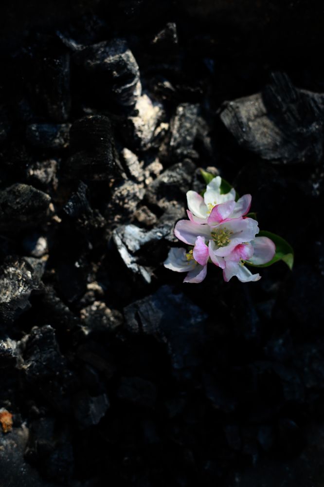 Фотография автора Natalia Bogdanovska