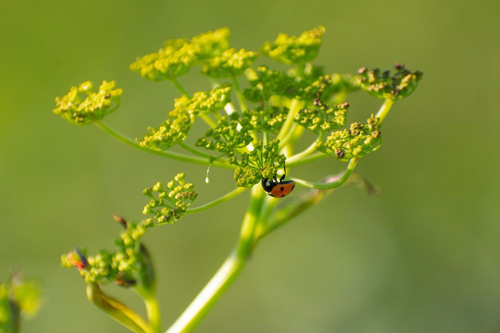 Photograph by Оксана Савенко