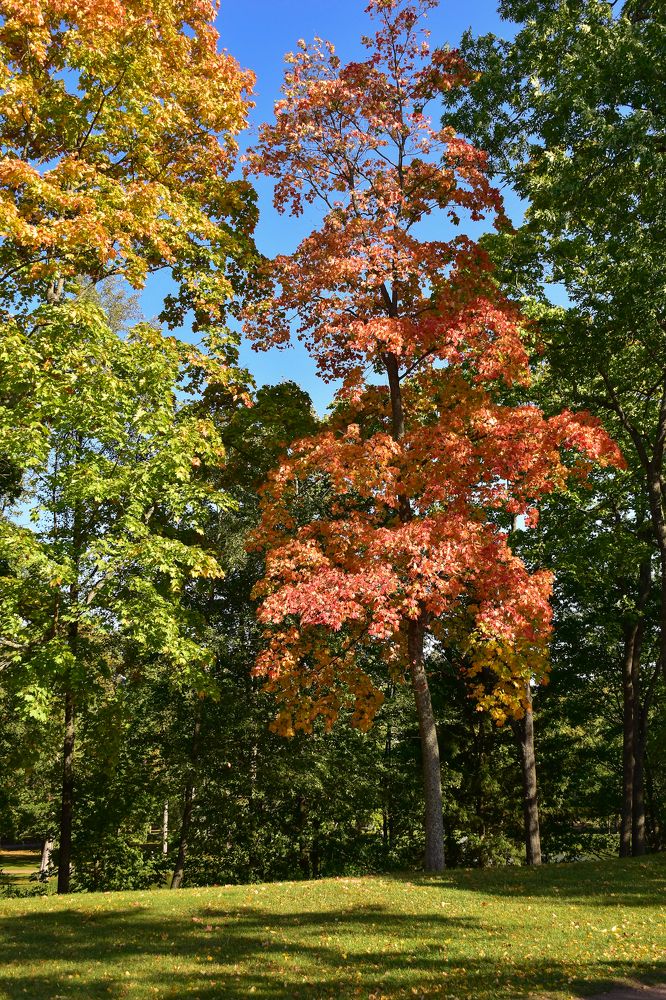 Начало осени.