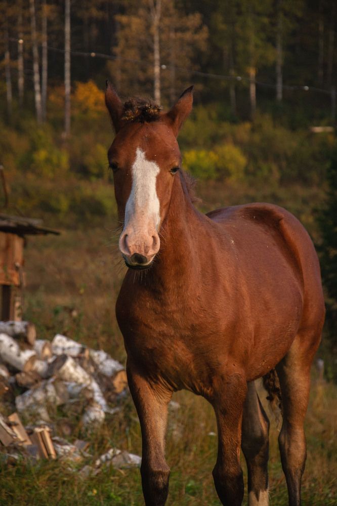 Photograph by Оксана Батракова