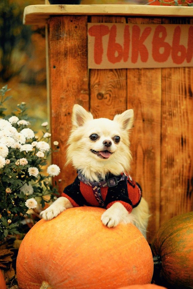 Photograph by Мария Подорван