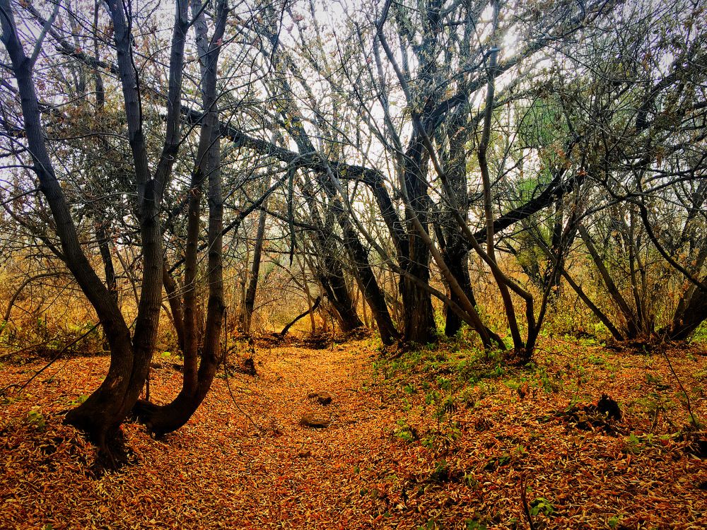 Photograph by Татьяна Галаева