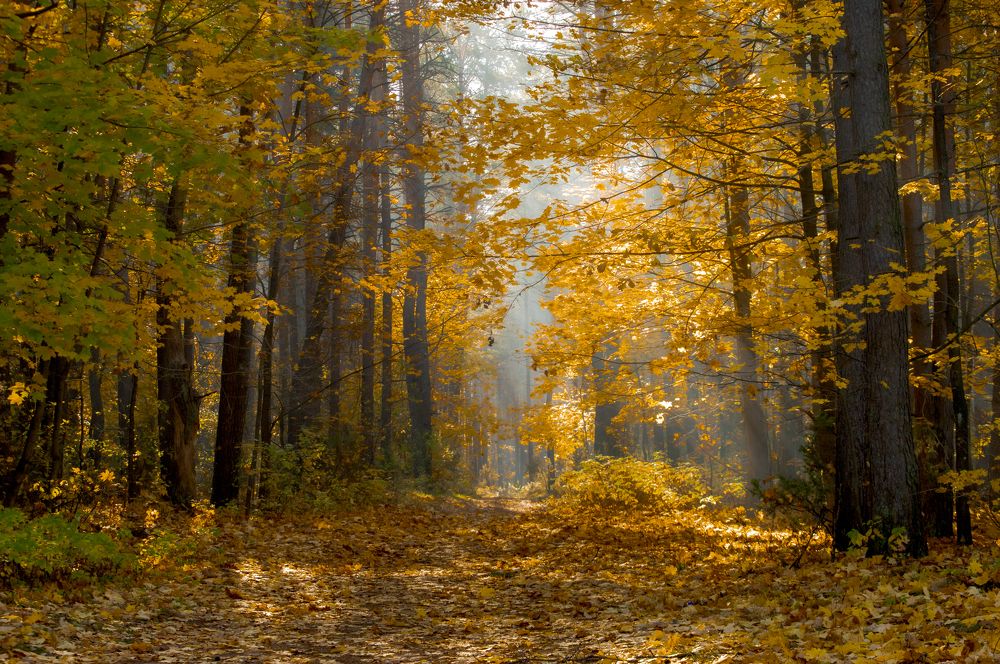 Photograph by Елена Кошелева