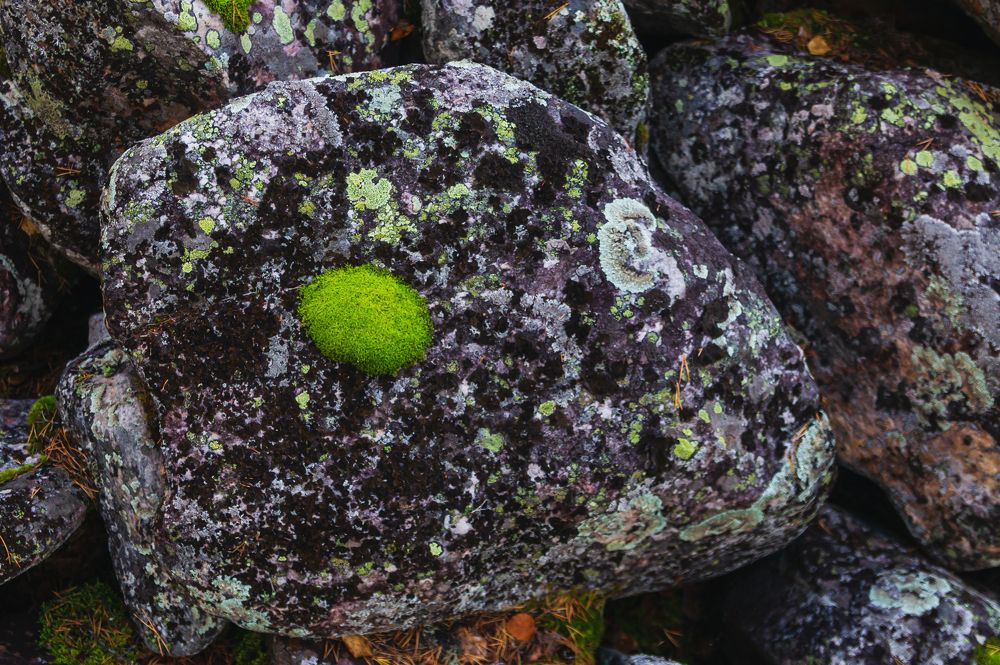 Островок жизни