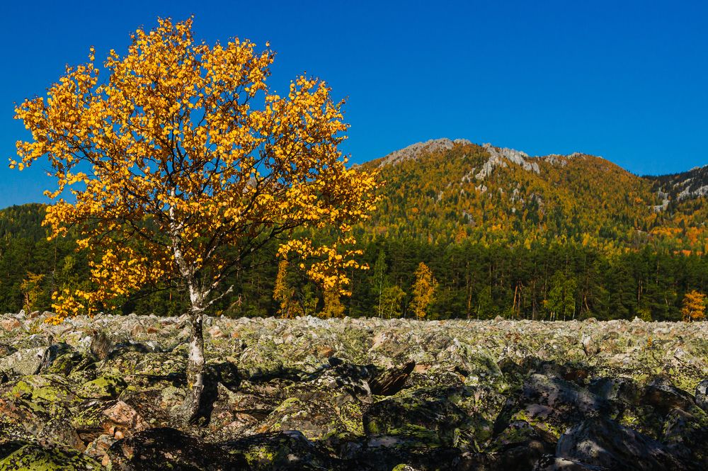 Одинокая берёза