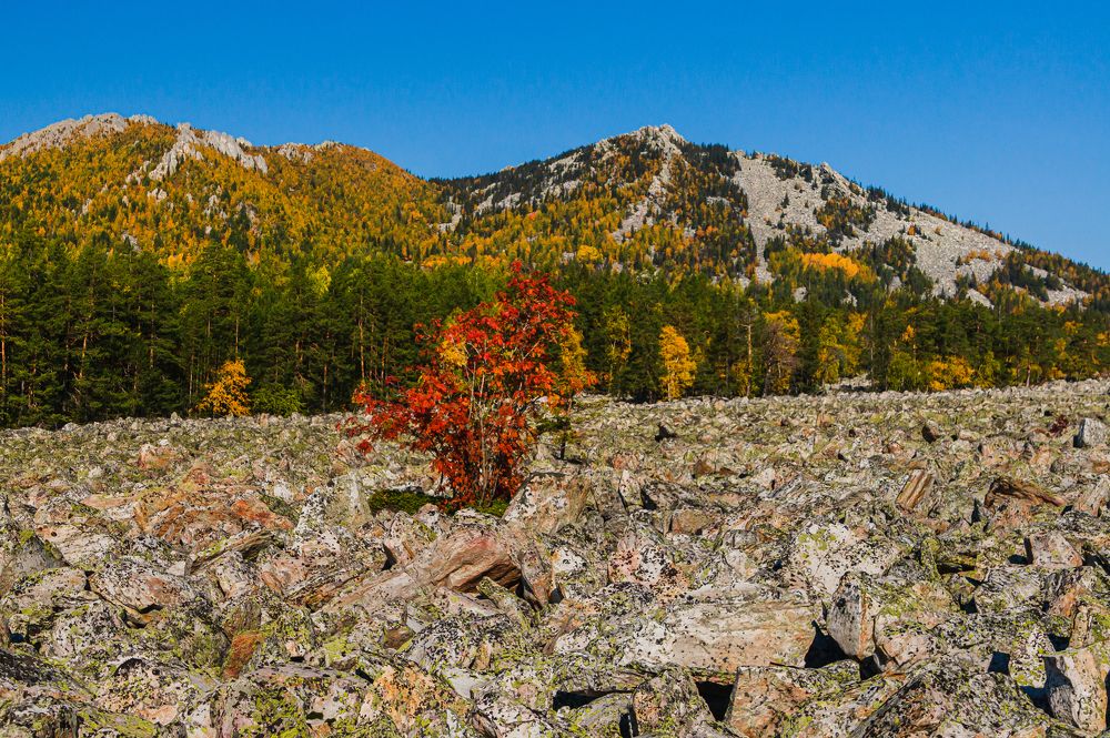 Одинокая рябина