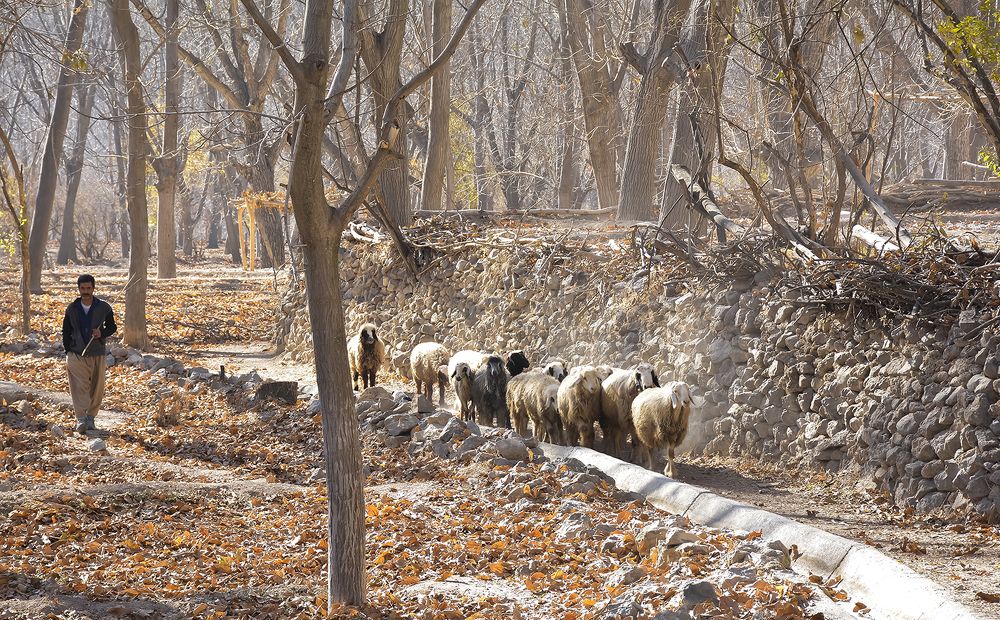 Фотография автора Mohammad Khani