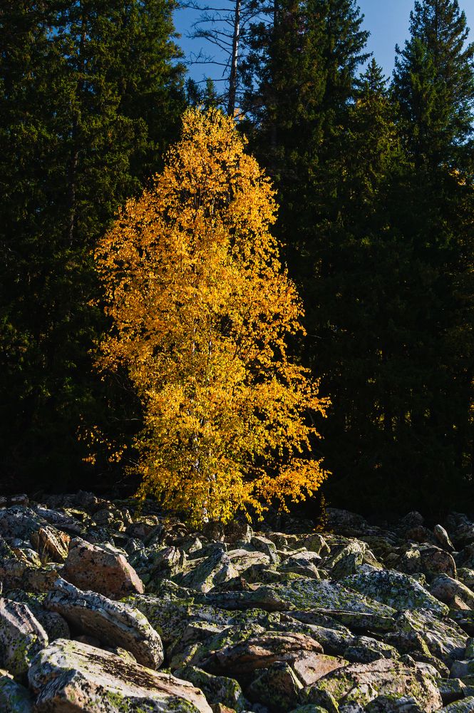 Одинокая берёза