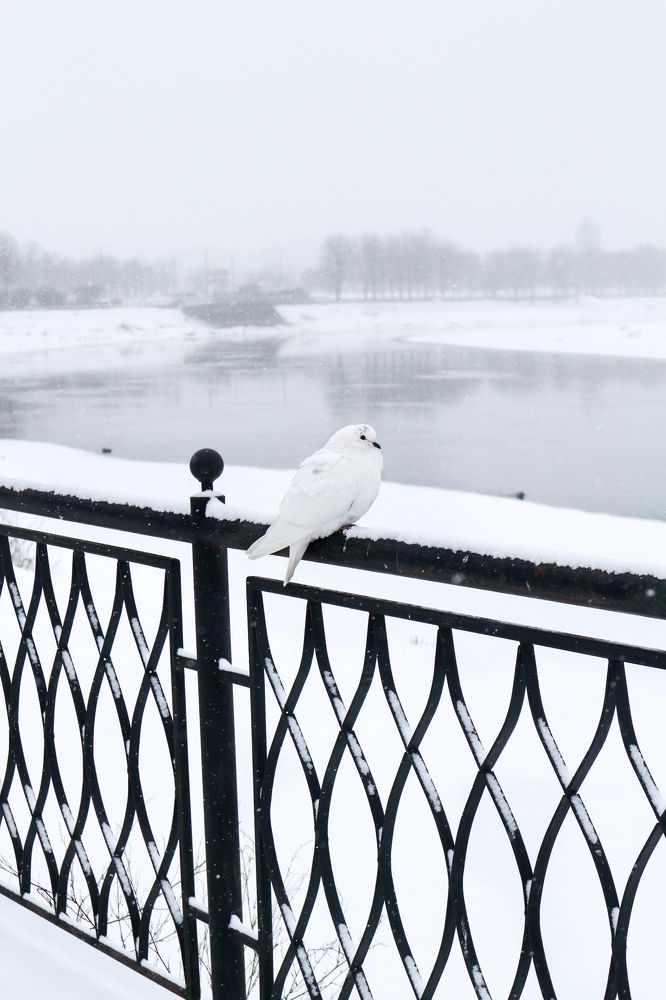 Фотография автора Александра Островская