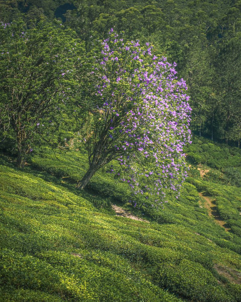 Photograph by Kundan Baruah