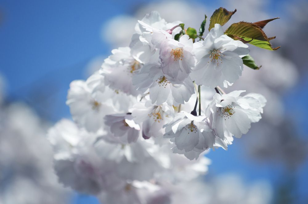 Облако из цветов