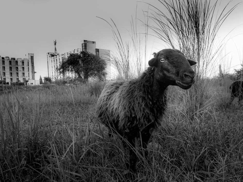 Photograph by Shaurav G