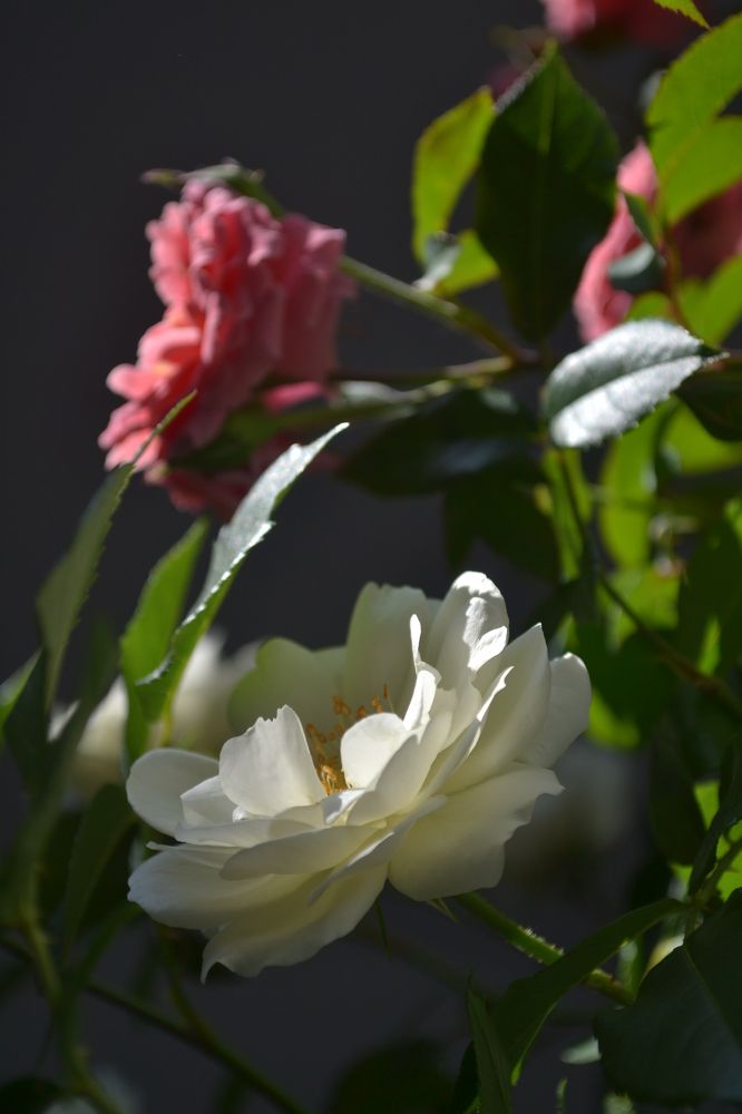 Photograph by Анастасия Гогичаишвили