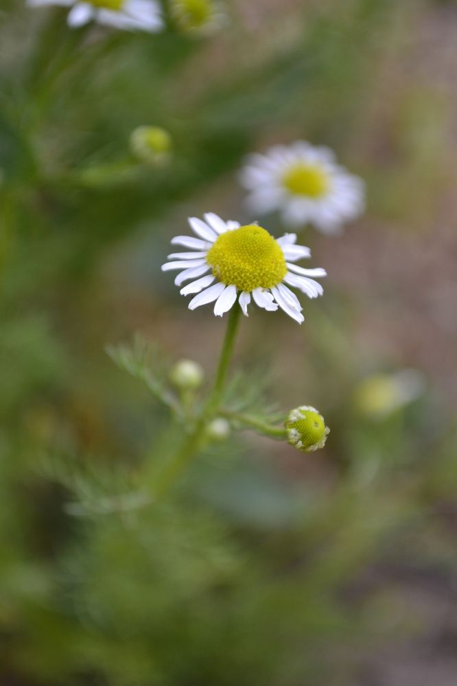 Photograph by Анастасия Гогичаишвили