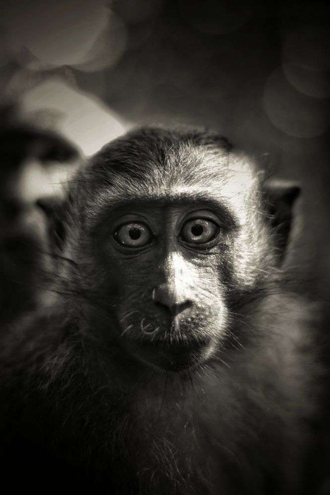 Photograph by Heshana Ariyaratne