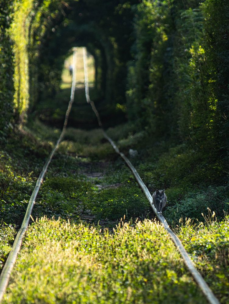Waiting for the train