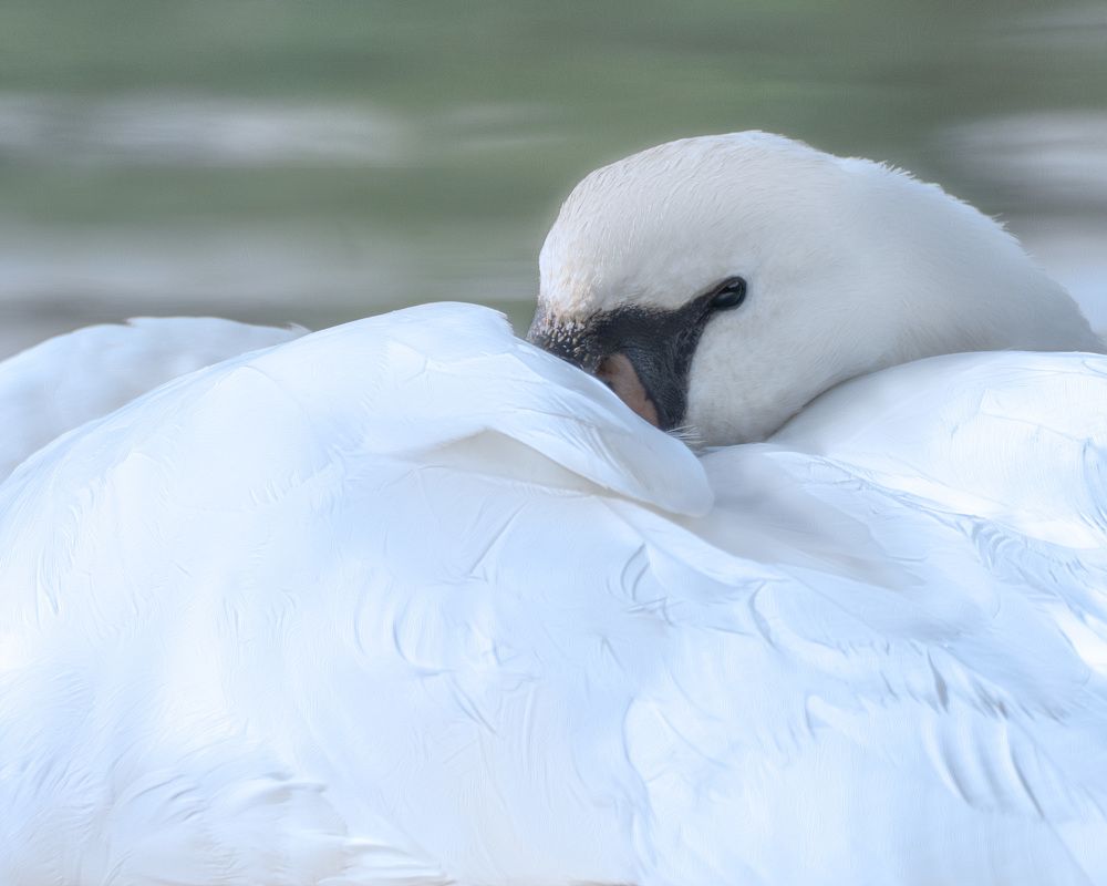 Photograph by LYUDMYLA POKRYSHEN