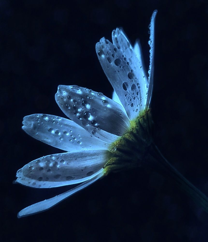 Photograph by Ольга Веселова