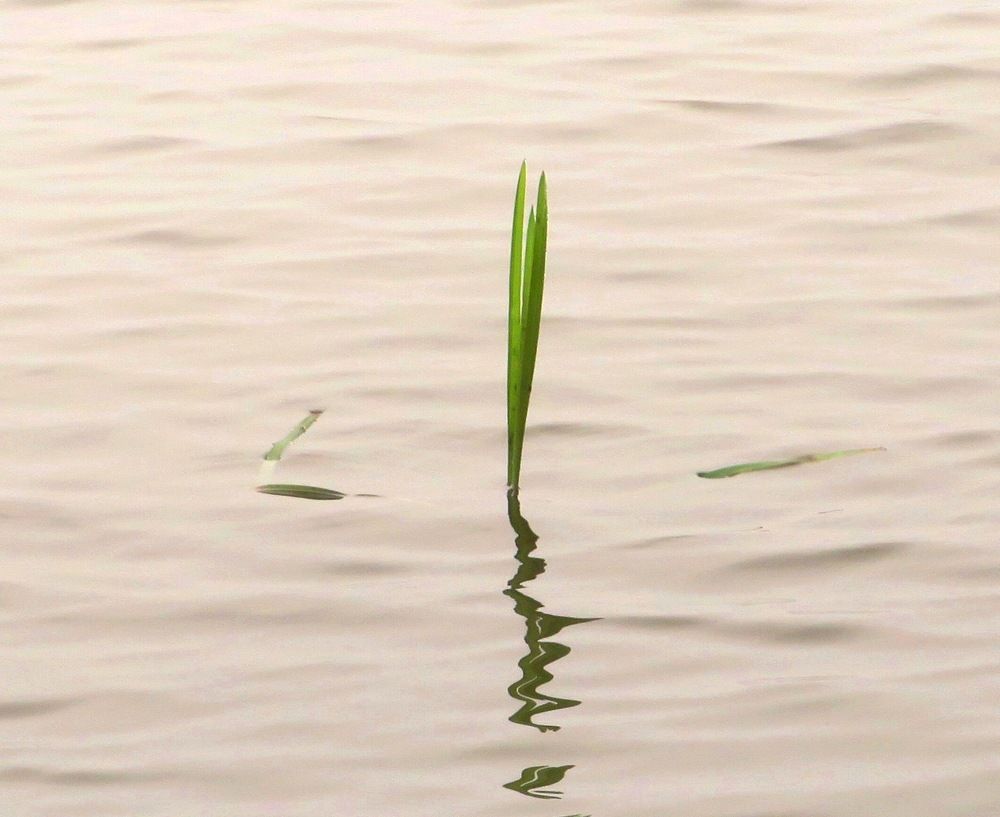 Среди водной глади