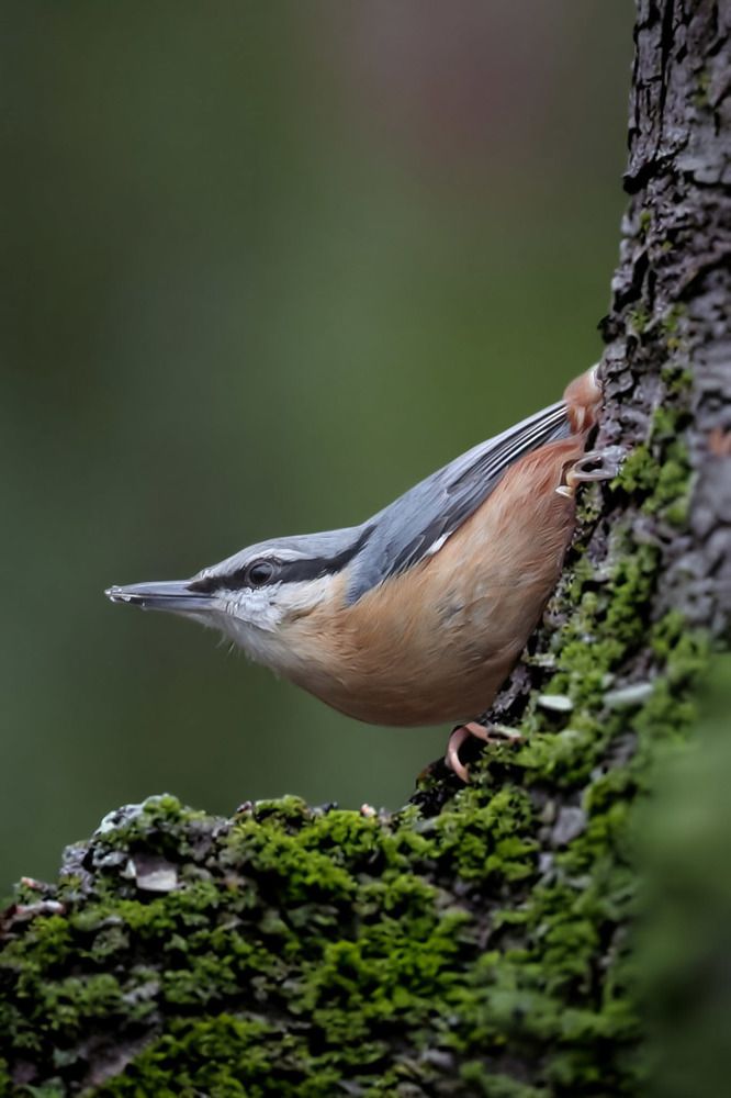 Photograph by Ambi Puvi