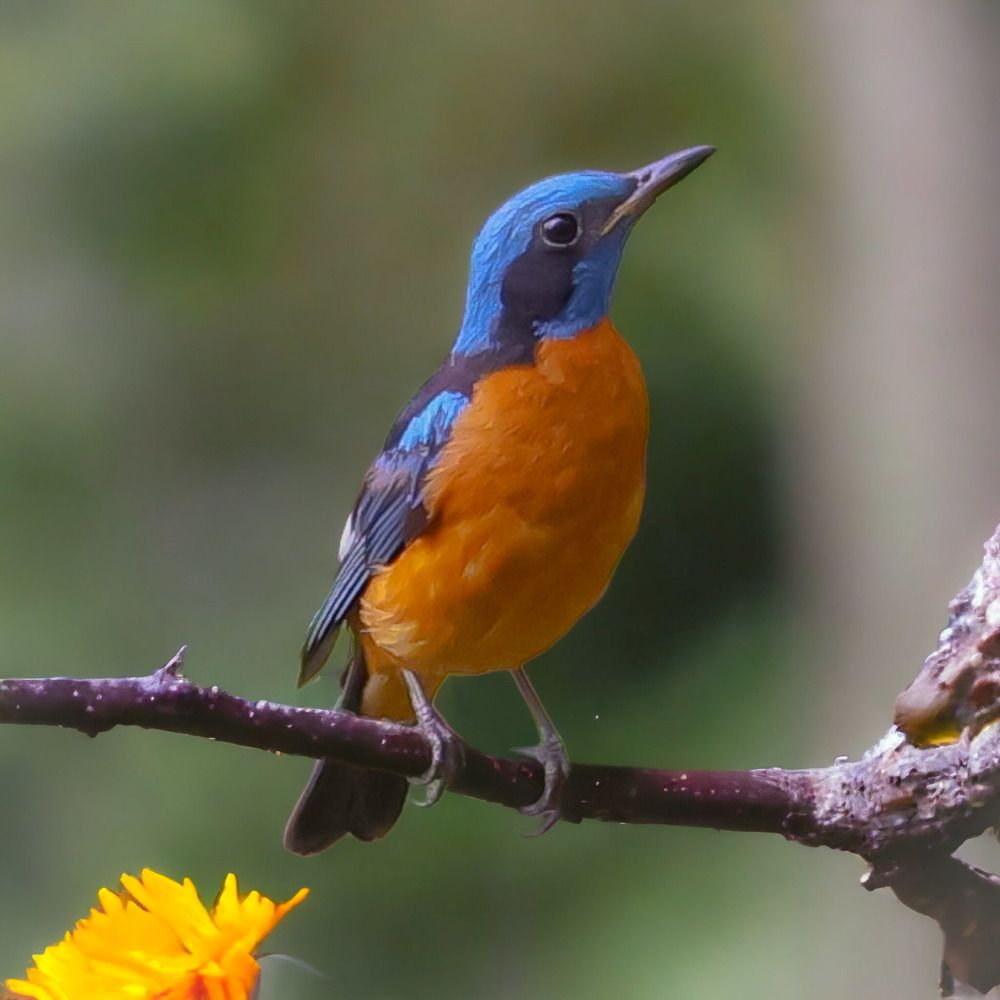 Photograph by Ambi Puvi