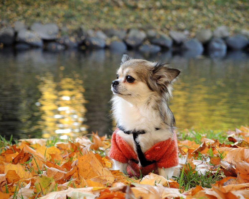 Прогулки по осени