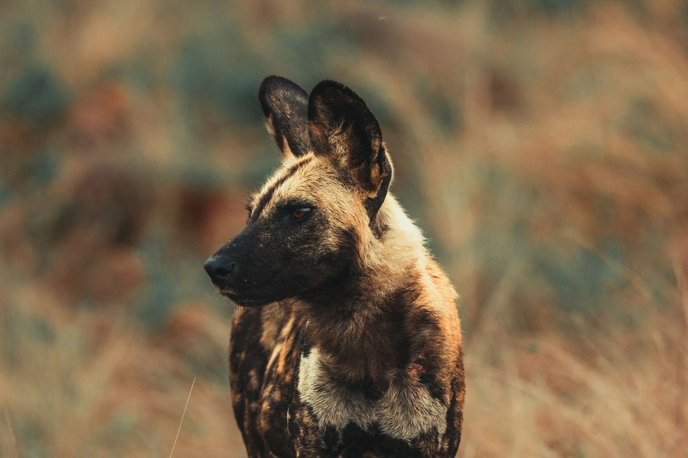 Photograph by Mechiel Kapp