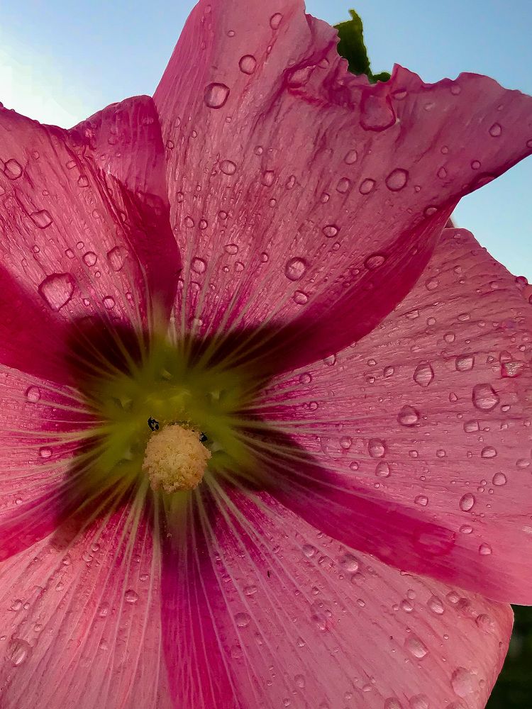 Photograph by Елена Сиушова