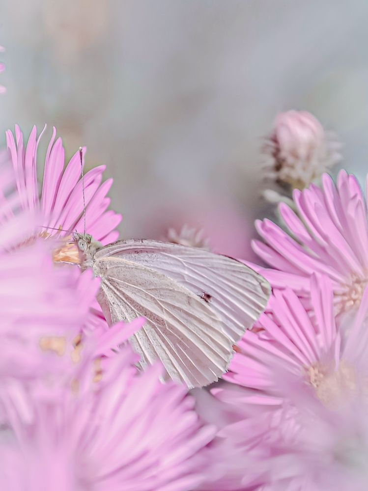 Фотография автора Наталья Алексеева