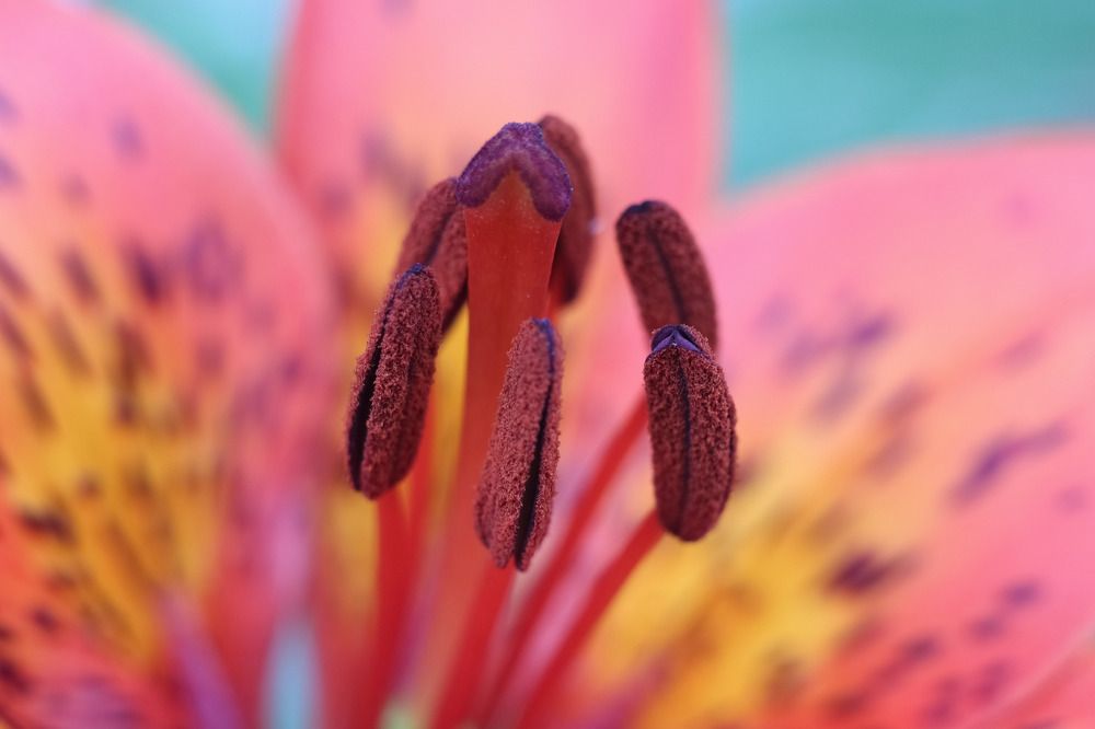 Photograph by Ekaterina Chernyshova