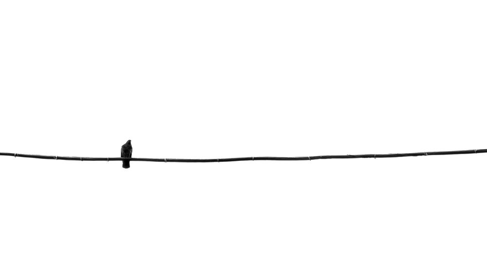 Одинокий голубь