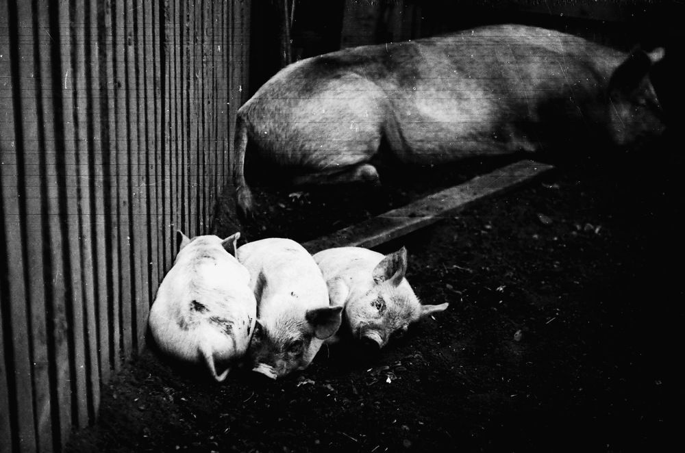 Нас, у мамы Хрюши, трое...!