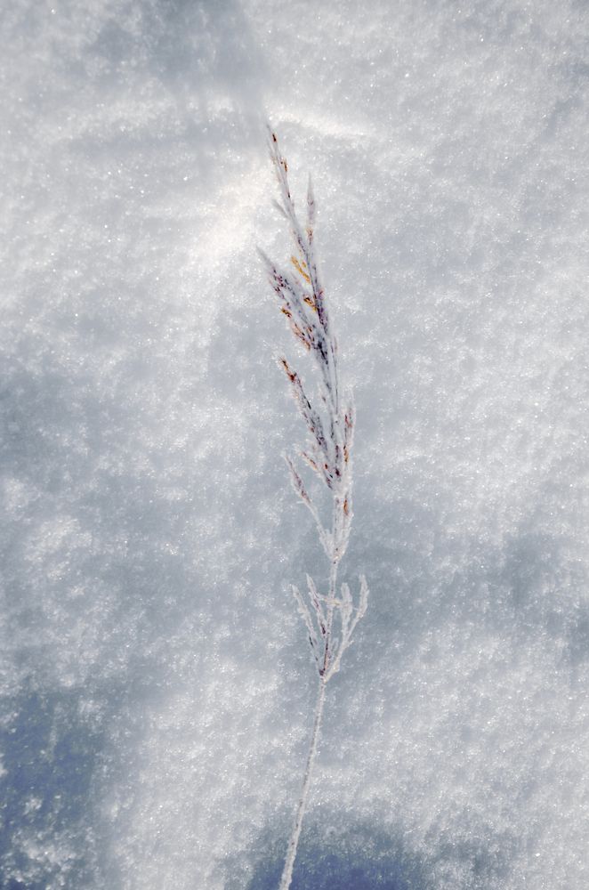 Photograph by Ольга Заповедная