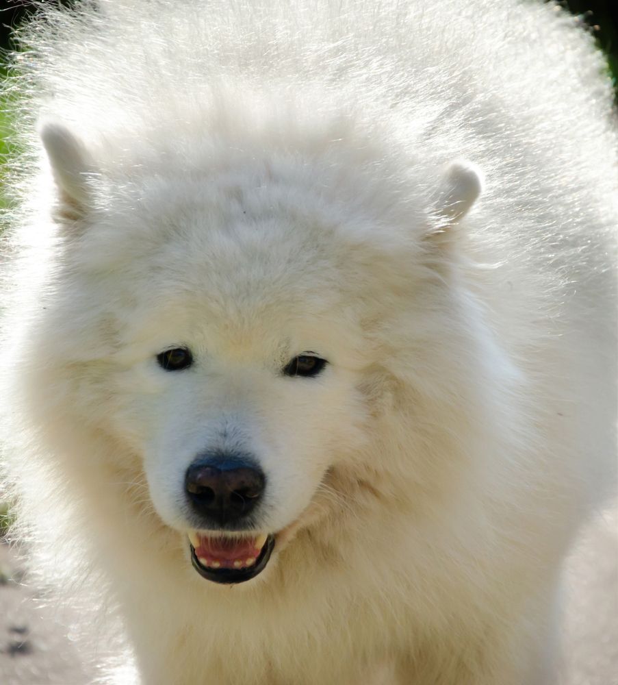 Photograph by Ольга Заповедная