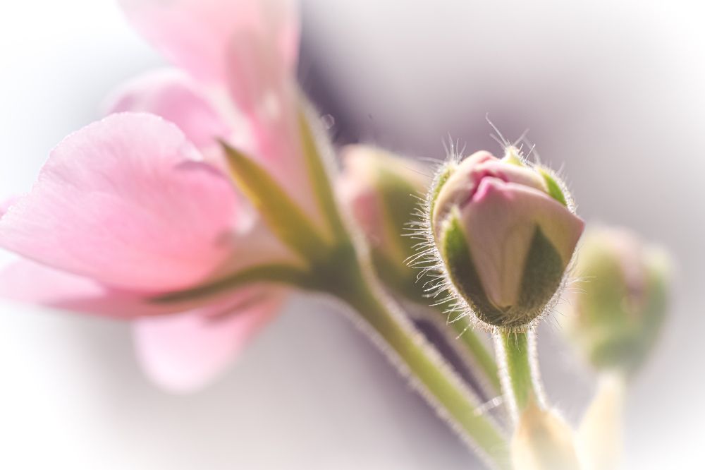 Photograph by Arindam Banerjee