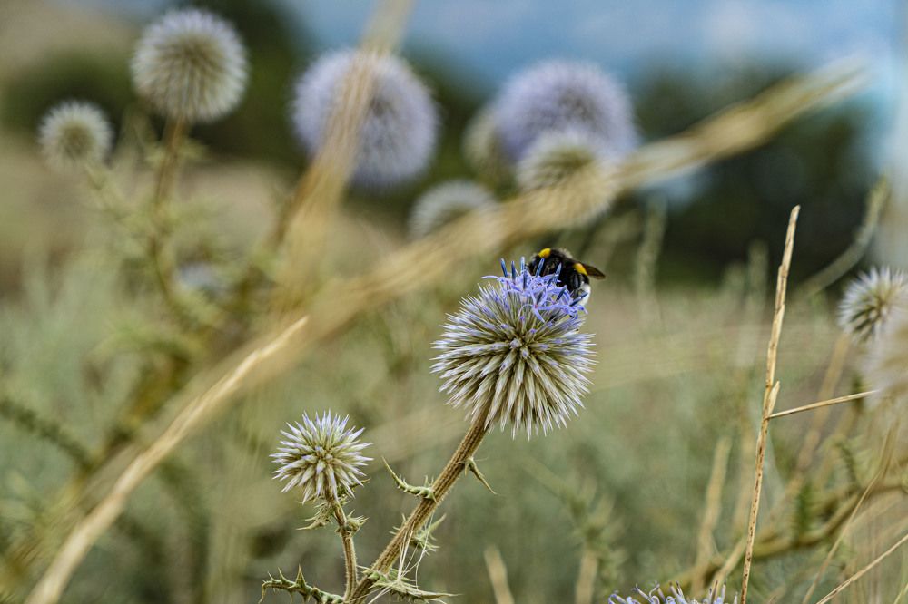 Синеголовник и шмель