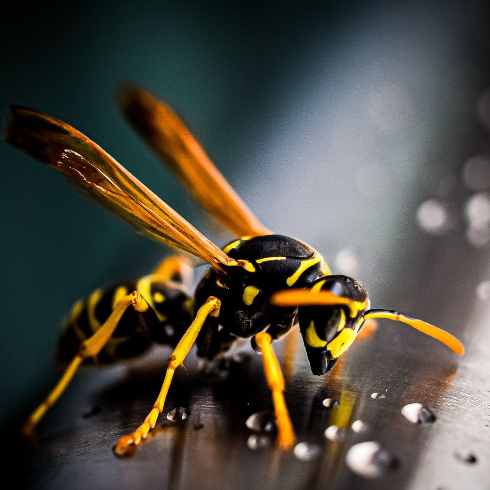 Photograph by Arindam Banerjee