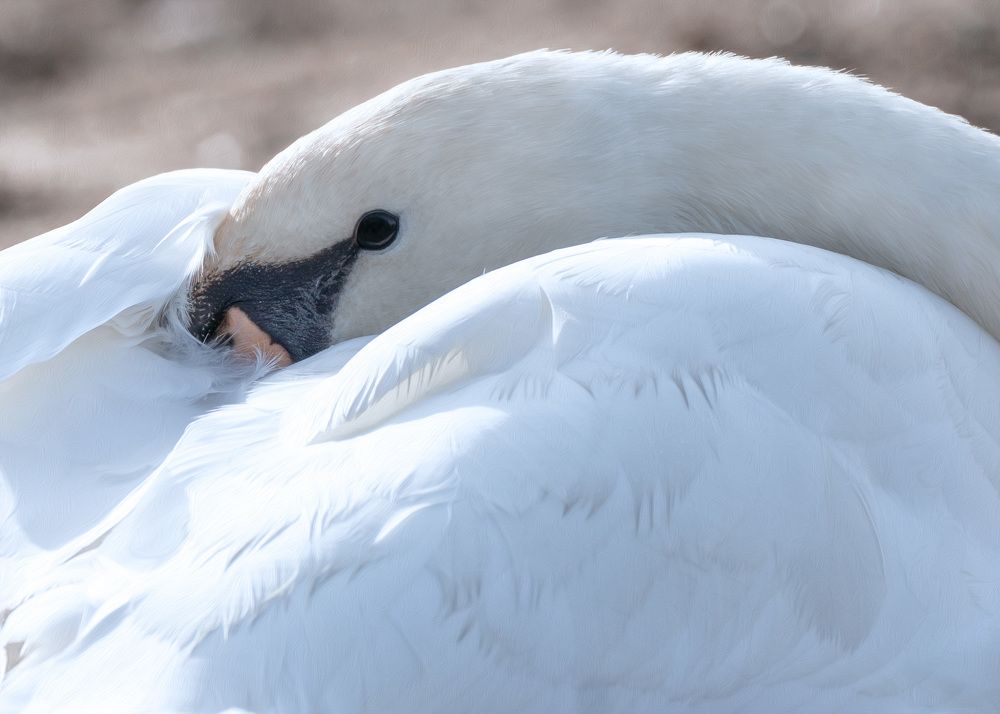 Photograph by LYUDMYLA POKRYSHEN