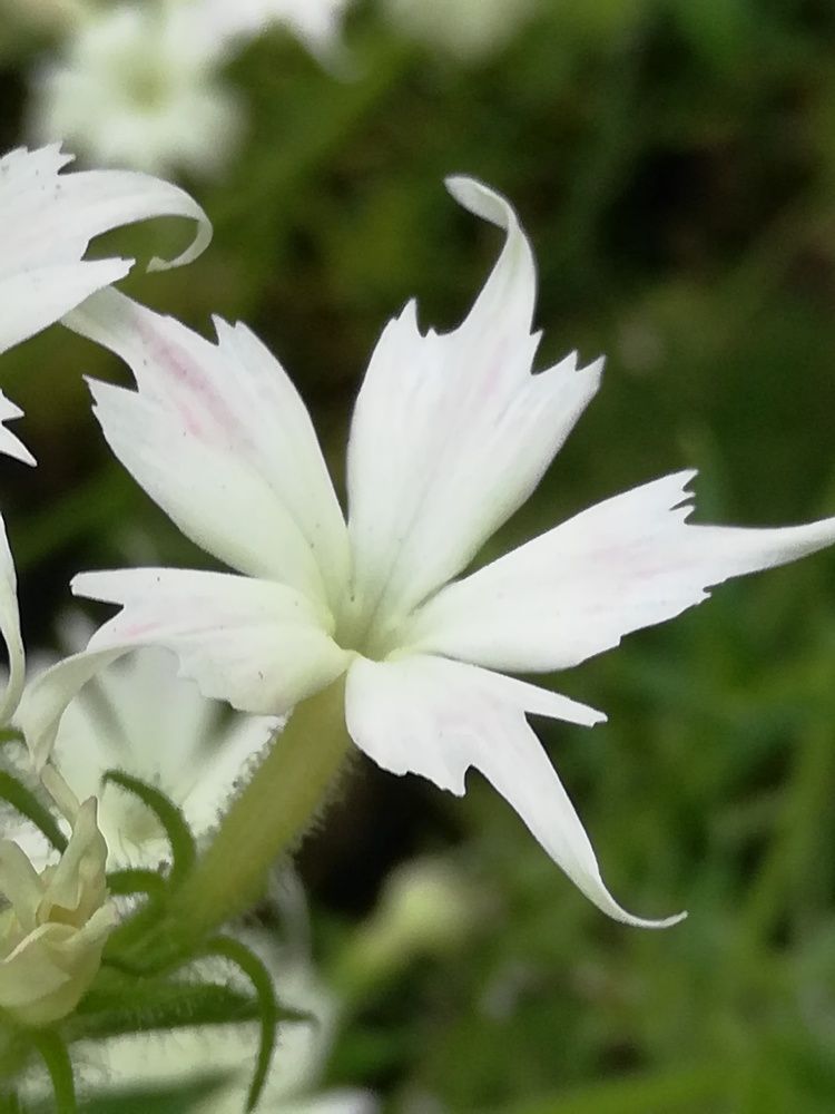 Photograph by Evgeniya Burkaeva